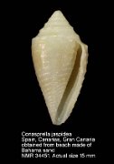Conus jaspideus